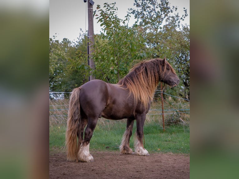 Irish Cob Semental 7 años 145 cm  in Sieniawka