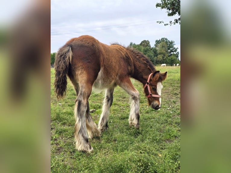 Irish Cob Semental Potro (06/2026) 135 cm Castaño rojizo in Stryków