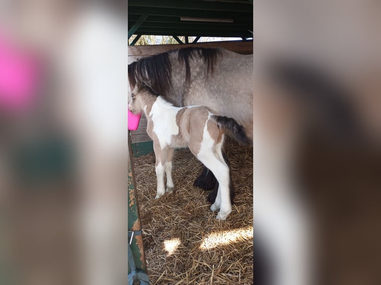Irish Cob Semental Potro (03/2026) 160 cm Buckskin/Bayo in Großefehn Ostgroßefehn