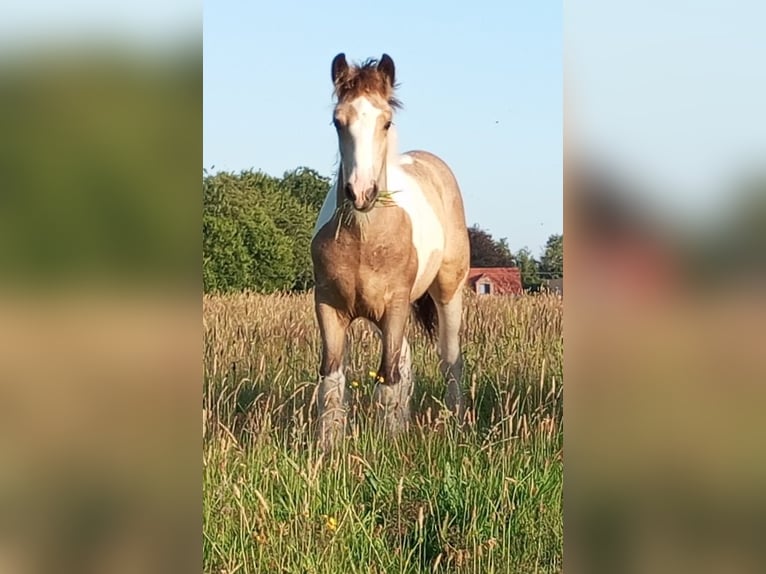 Irish Cob Semental Potro (03/2026) 160 cm Buckskin/Bayo in Großefehn Ostgroßefehn