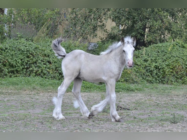 Irish Cob Semental Potro (05/2026) Palomino in Ebersheim