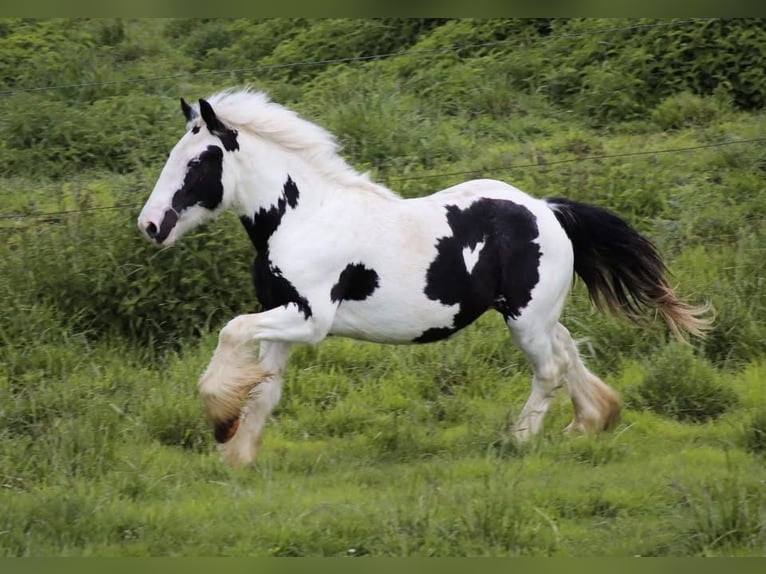 Irish Cob Stallion 1 year 12.2 hh Tobiano-all-colors in Metz