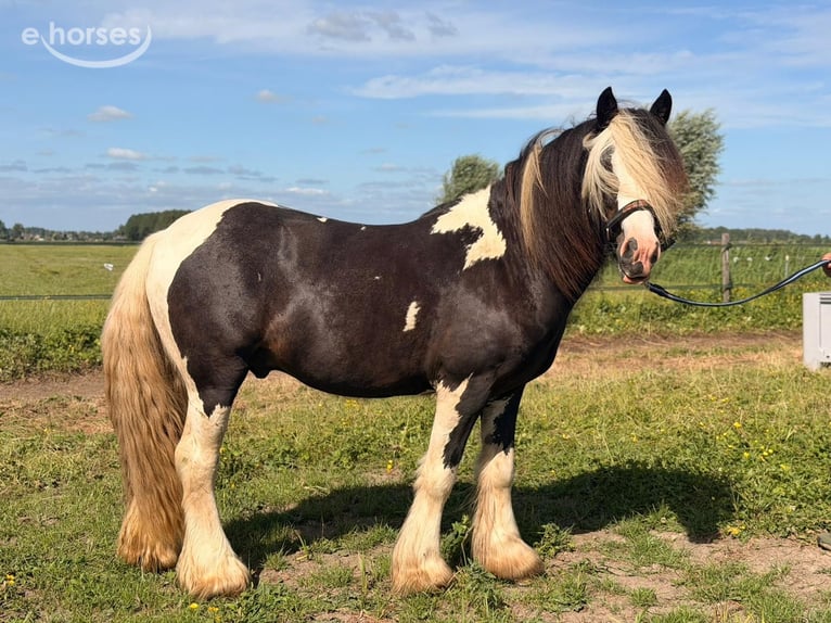 Irish Cob Stallion 2 years 14.1 hh Pinto in Schoonrewoerd