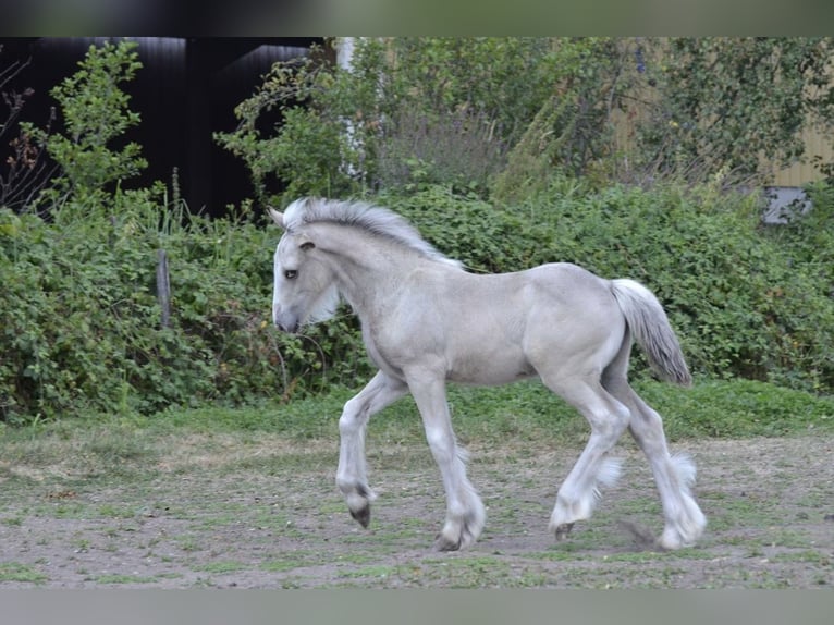 Irish Cob Stallion Foal (05/2026) Palomino in Ebersheim