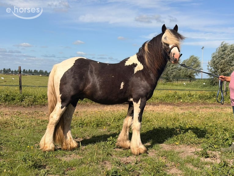 Irish Cob Stallone 2 Anni 145 cm Pezzato in Schoonrewoerd