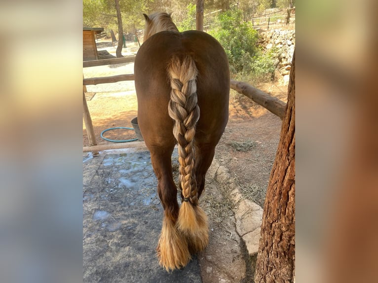 Irish Cob Stallone 9 Anni 146 cm Baio chiaro in Santa gertrudis de frutera ibiza
