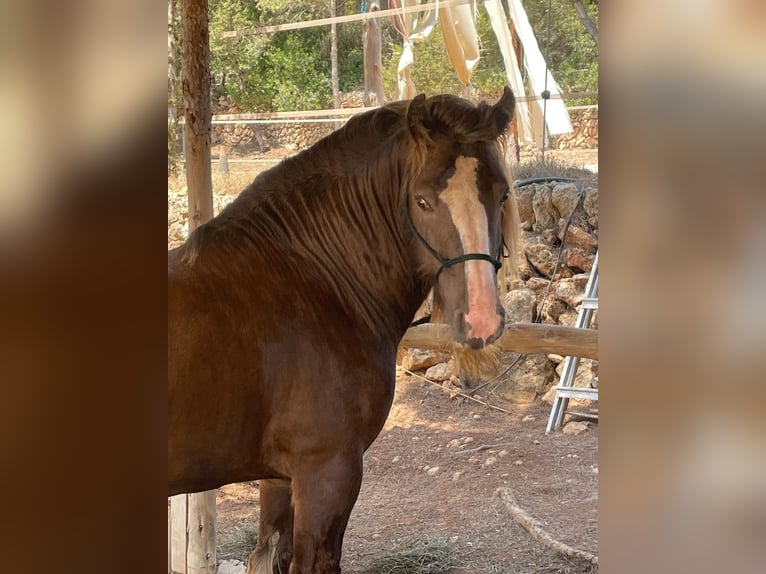 Irish Cob Stallone 9 Anni 146 cm Baio chiaro in Santa gertrudis de frutera ibiza