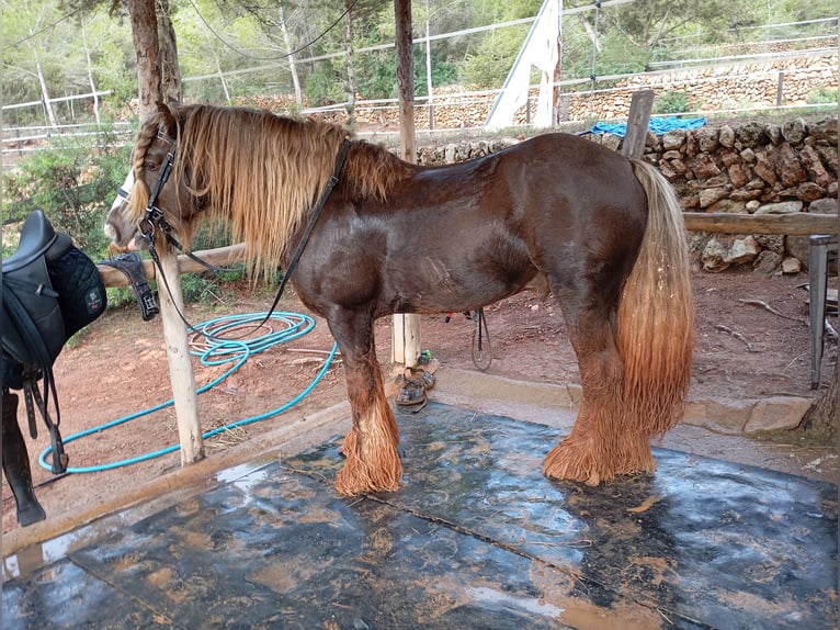 Irish Cob Stallone 9 Anni 146 cm Baio chiaro in Santa gertrudis de frutera ibiza