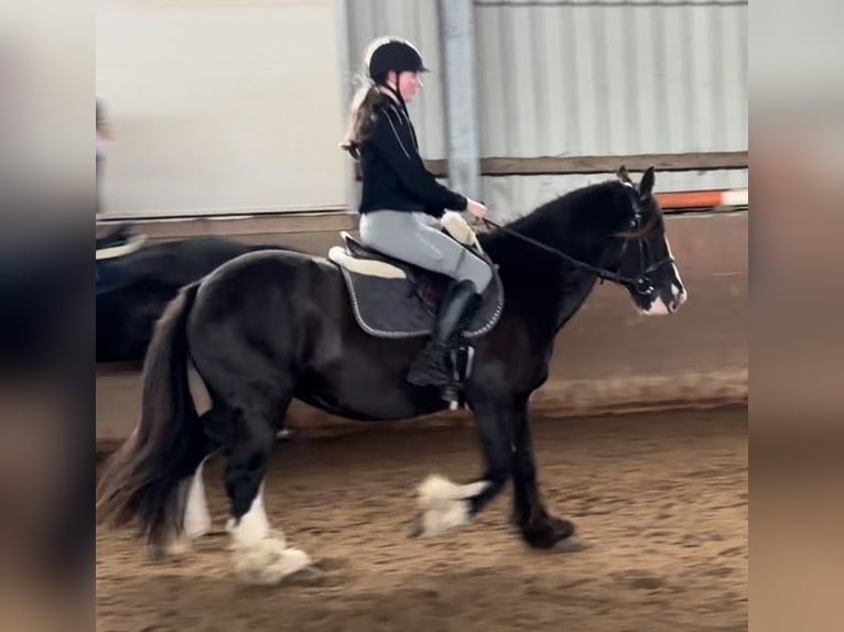 Irish Cob Stute 11 Jahre 147 cm Rappe in Elze Esbeck
