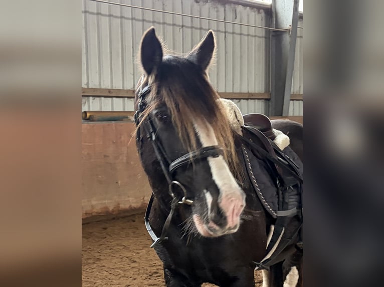 Irish Cob Stute 11 Jahre 147 cm Rappe in Elze Esbeck