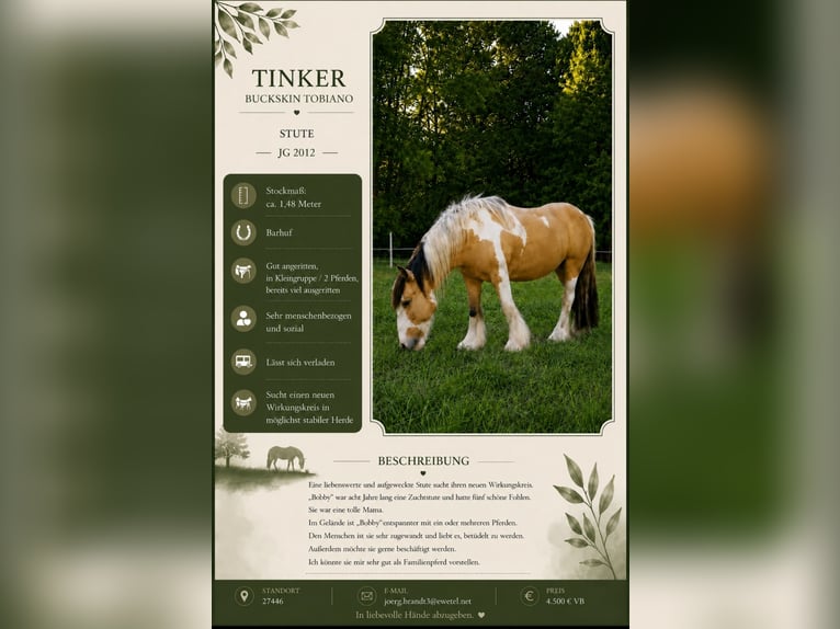 Irish Cob Stute 14 Jahre 148 cm Buckskin in Farven
