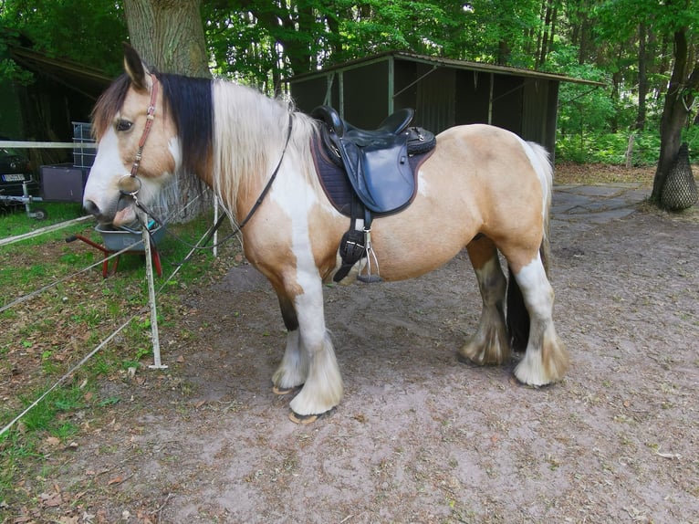 Irish Cob Stute 14 Jahre 148 cm Buckskin in Farven