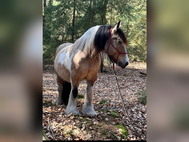 Irish Cob Stute 14 Jahre 148 cm Buckskin in Farven