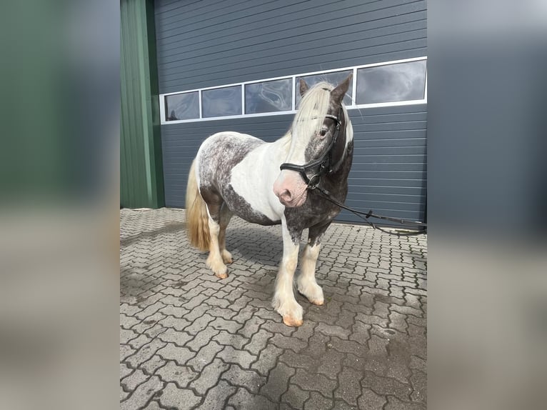Irish Cob Stute 16 Jahre 135 cm Schecke in Wurster Nordseeküste