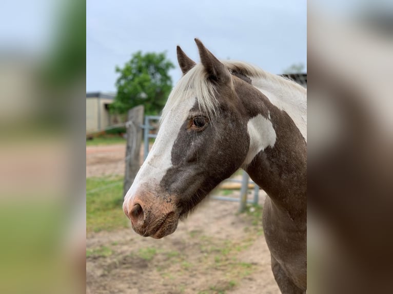 Irish Cob Stute 16 Jahre 135 cm Schecke in Wurster Nordseeküste