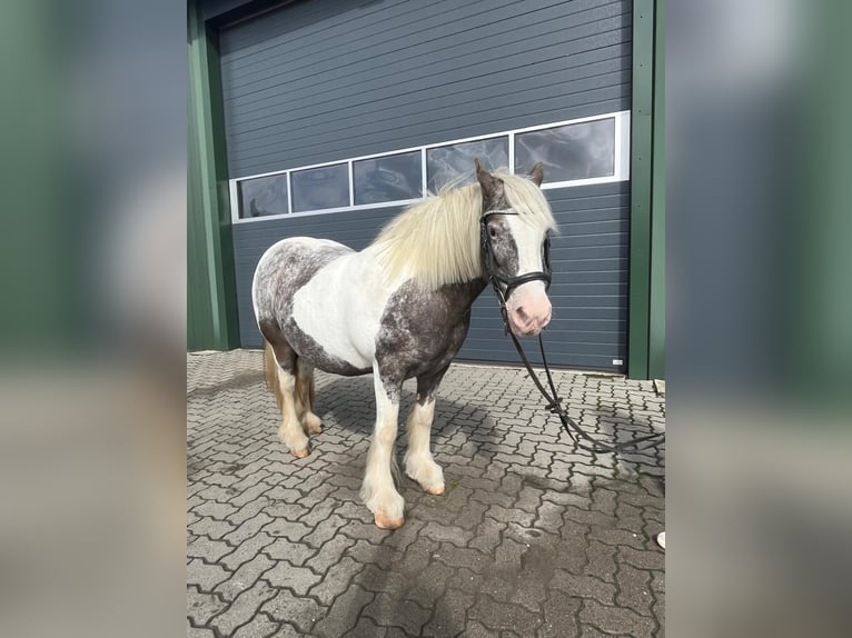 Irish Cob Stute 16 Jahre 135 cm Schecke in Wurster Nordseeküste