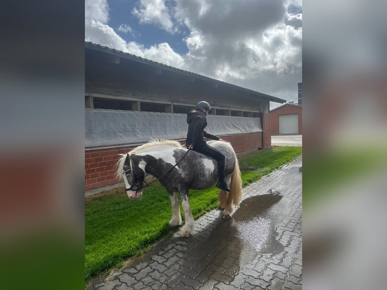 Irish Cob Stute 16 Jahre 135 cm Schecke in Wurster Nordseeküste