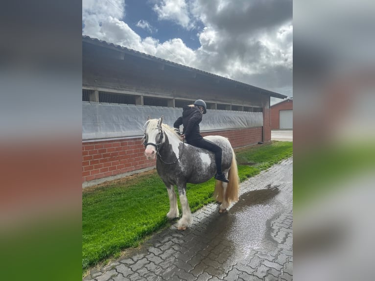 Irish Cob Stute 16 Jahre 135 cm Schecke in Wurster Nordseeküste