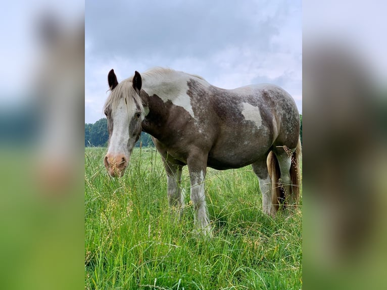 Irish Cob Stute 16 Jahre 135 cm Schecke in Wurster Nordseeküste