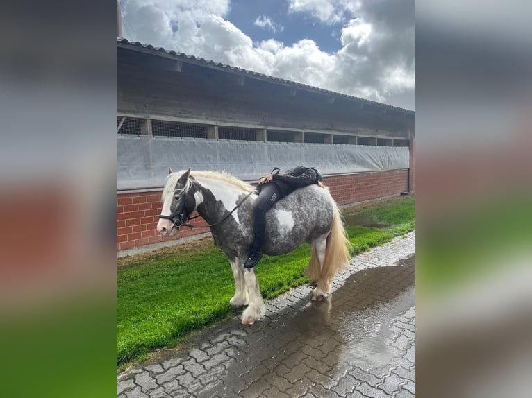Irish Cob Stute 16 Jahre 135 cm Schecke in Wurster Nordseeküste