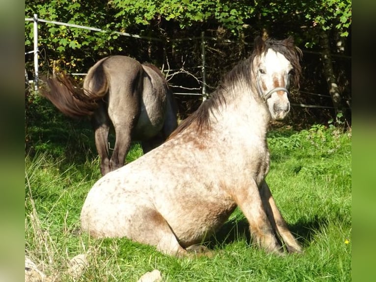 Irish Cob Stute 18 Jahre 128 cm Tigerschecke in Arnbruck