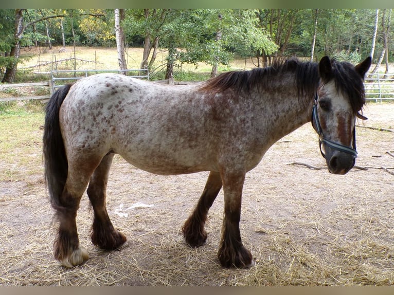 Irish Cob Stute 18 Jahre 128 cm Tigerschecke in Arnbruck