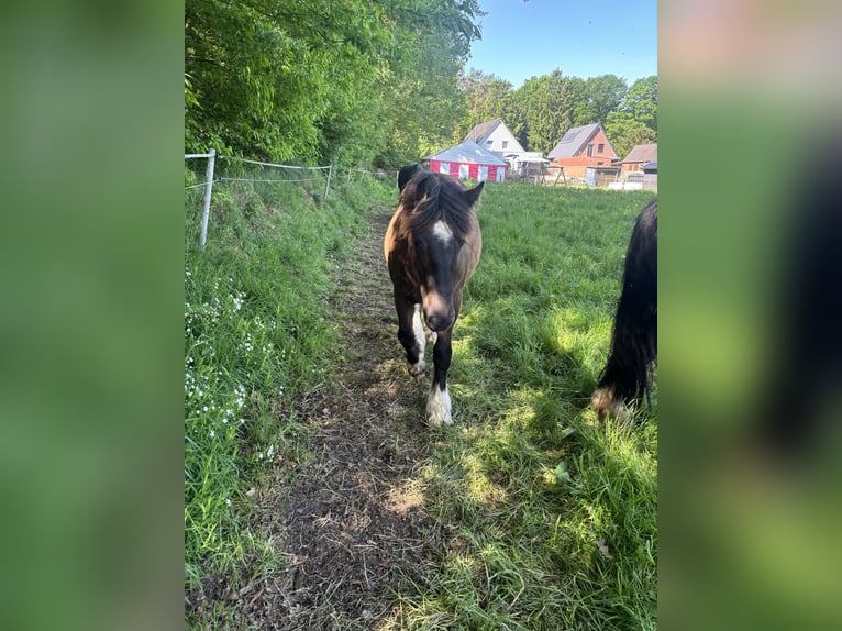 Irish Cob Mix Stute 1 Jahr Dunkelbrauner in Ostrohe