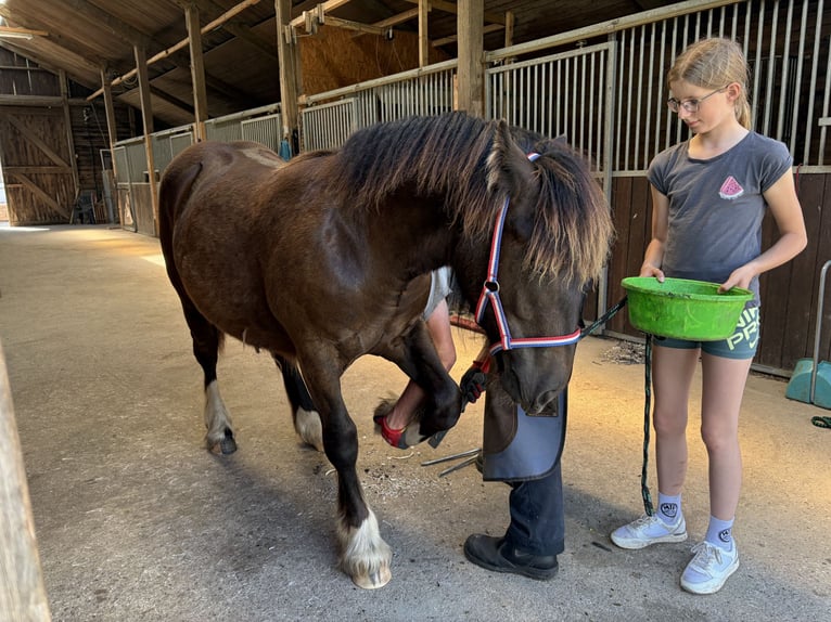 Irish Cob Mix Stute 1 Jahr Dunkelbrauner in Ostrohe