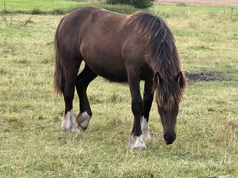 Irish Cob Mix Stute 1 Jahr Dunkelbrauner in Ostrohe