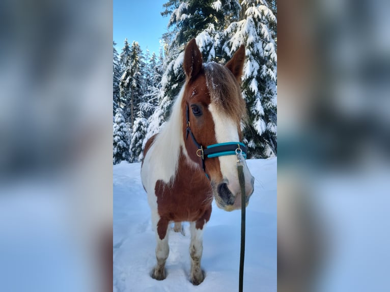 Irish Cob Stute 21 Jahre 153 cm Tobiano-alle-Farben in Wolfach