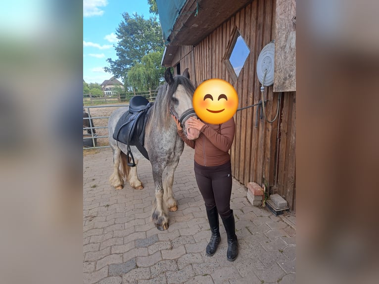 Irish Cob Stute 3 Jahre 130 cm Roan-Blue in Osnabrück