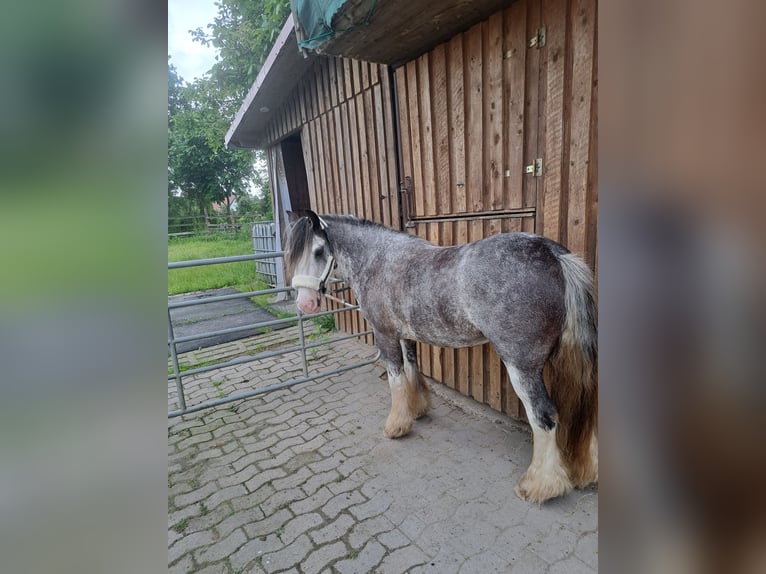 Irish Cob Stute 3 Jahre 130 cm Roan-Blue in Osnabrück