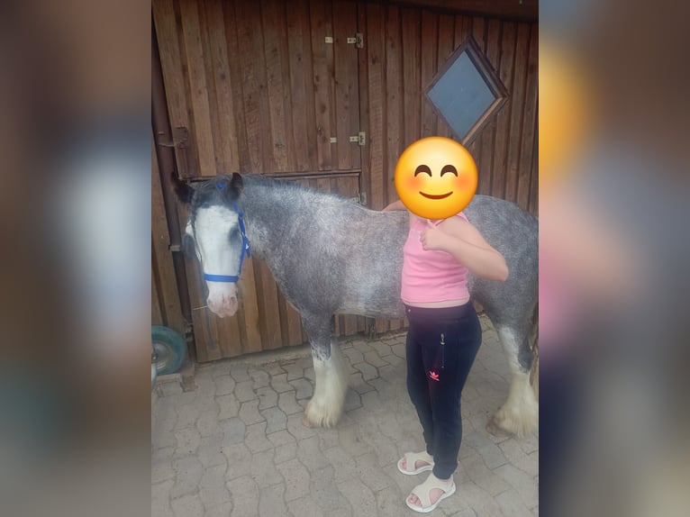 Irish Cob Stute 3 Jahre 130 cm Roan-Blue in Osnabrück