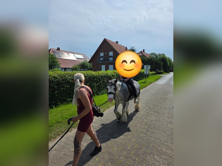 Irish Cob Stute 3 Jahre 130 cm Roan-Blue in Osnabrück