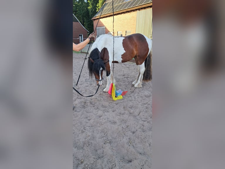 Irish Cob Stute 3 Jahre 150 cm Tobiano-alle-Farben in Osterwald