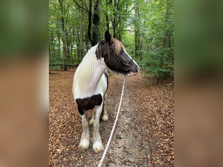Irish Cob Stute 5 Jahre 150 cm Tobiano-alle-Farben in Wapserveen