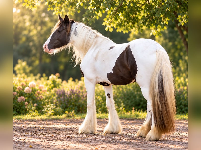 Irish Cob Stute 5 Jahre 150 cm Tobiano-alle-Farben in Wapserveen