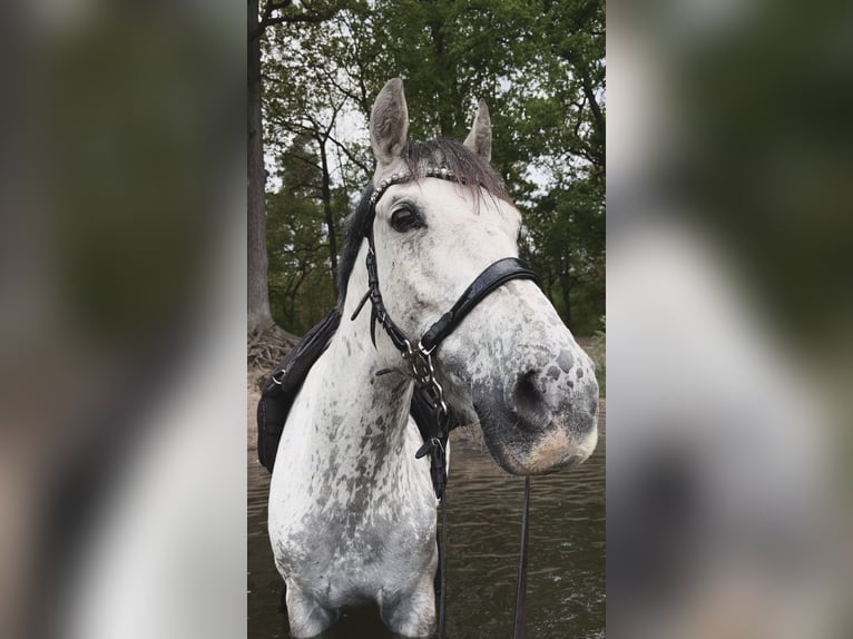 Irish Cob Mix Stute 7 Jahre 145 cm Fliegenschimmel in Stahnsdorf