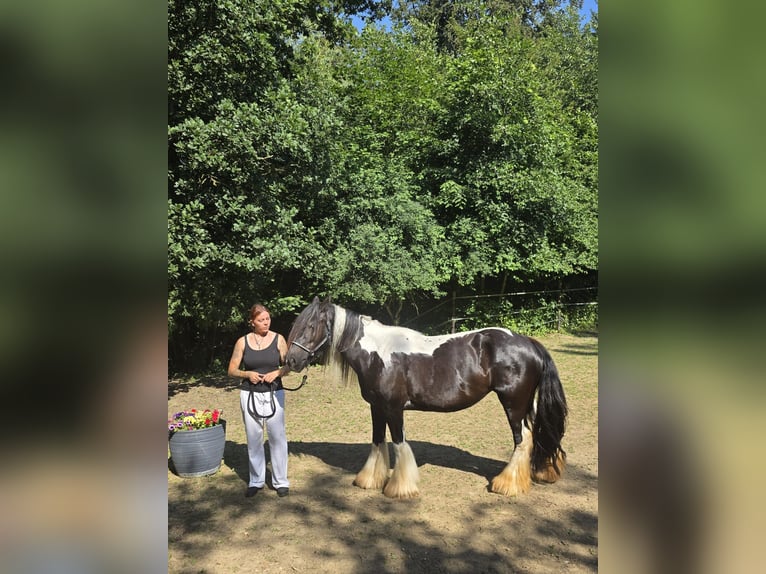 Irish Cob Stute 9 Jahre 148 cm Schecke in Hefenhofen