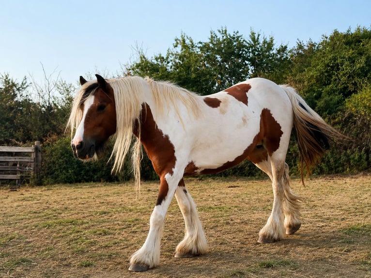 Irish Cob Stute 9 Jahre Schecke in Velingrad