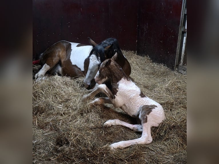 Irish Cob Stute Fohlen (05/2026) 150 cm Tobiano-alle-Farben in Wapserveen