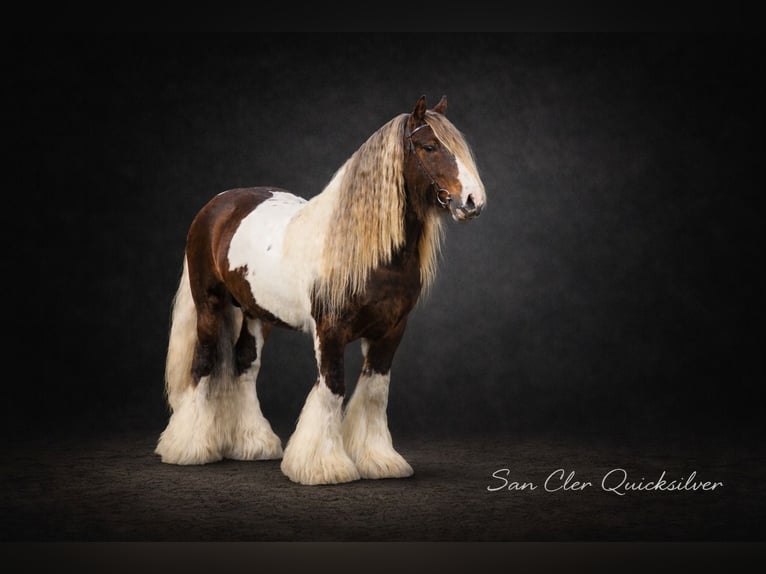Irish Cob Stute Fohlen (05/2026) 150 cm Tobiano-alle-Farben in Wapserveen