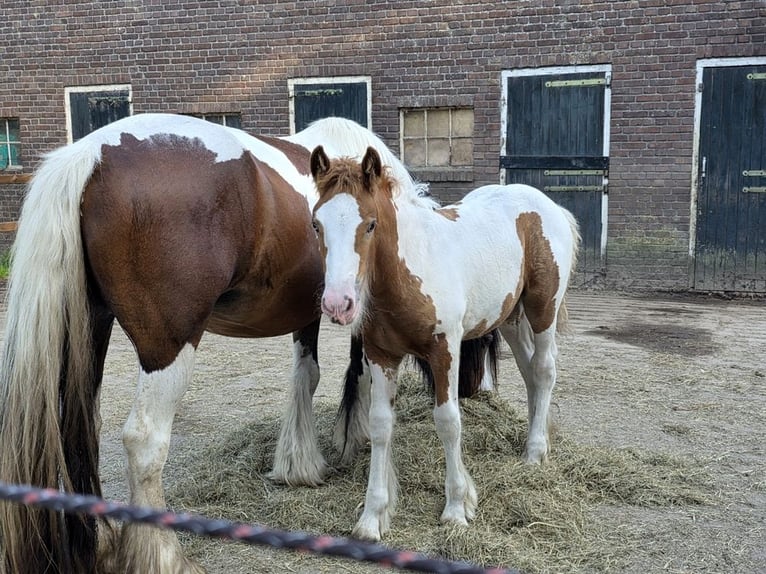 Irish Cob Stute Fohlen (05/2026) 150 cm Tobiano-alle-Farben in Wapserveen