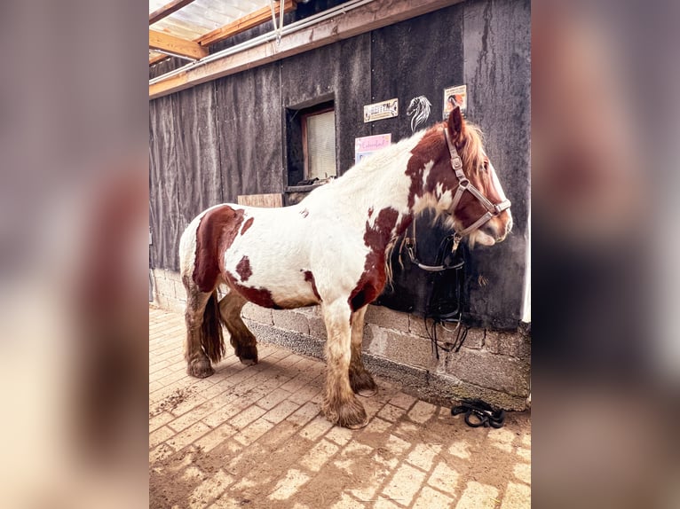 Irish Cob Wałach 12 lat 152 cm Srokata in Reutlingen