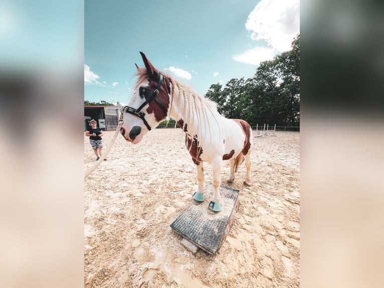Irish Cob Wałach 12 lat 152 cm Srokata in Reutlingen