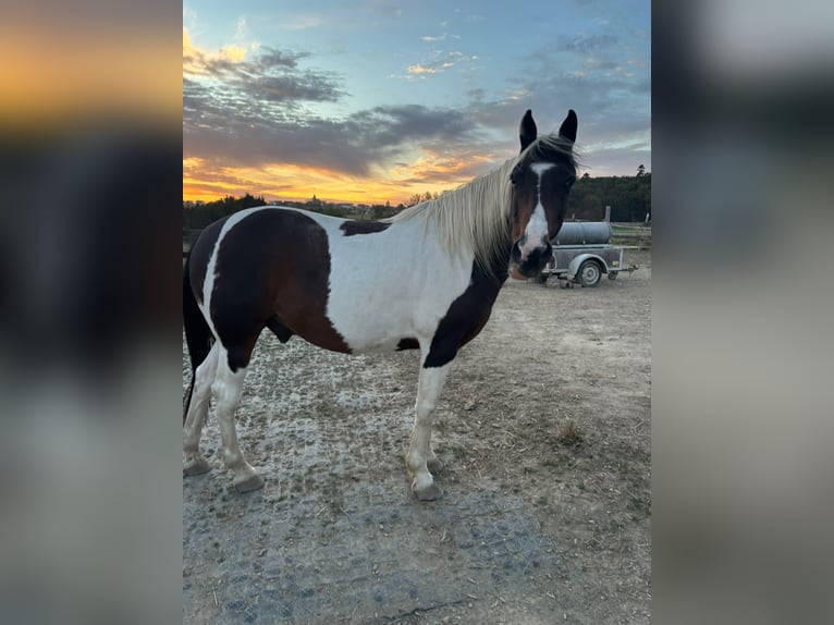 Irish Cob Wałach 14 lat 158 cm Srokata in Schauren