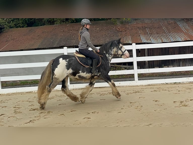 Irish Cob Wałach 4 lat 148 cm Karodereszowata in Morsbach