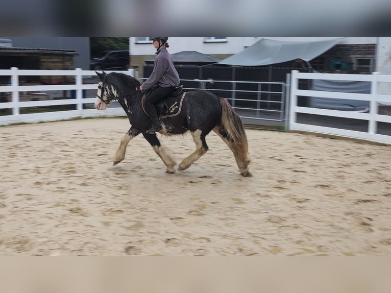 Irish Cob Wałach 4 lat 148 cm Karodereszowata in Morsbach
