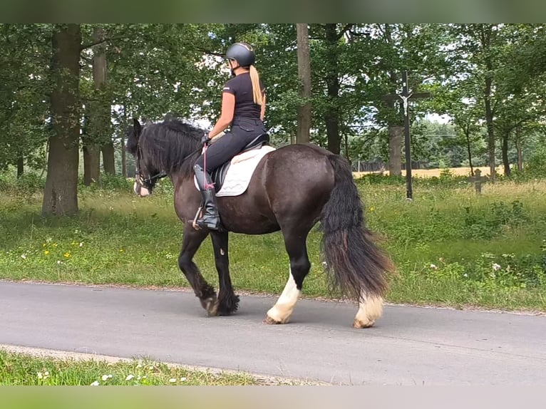 Irish Cob Wałach 4 lat 153 cm Kara in Forst