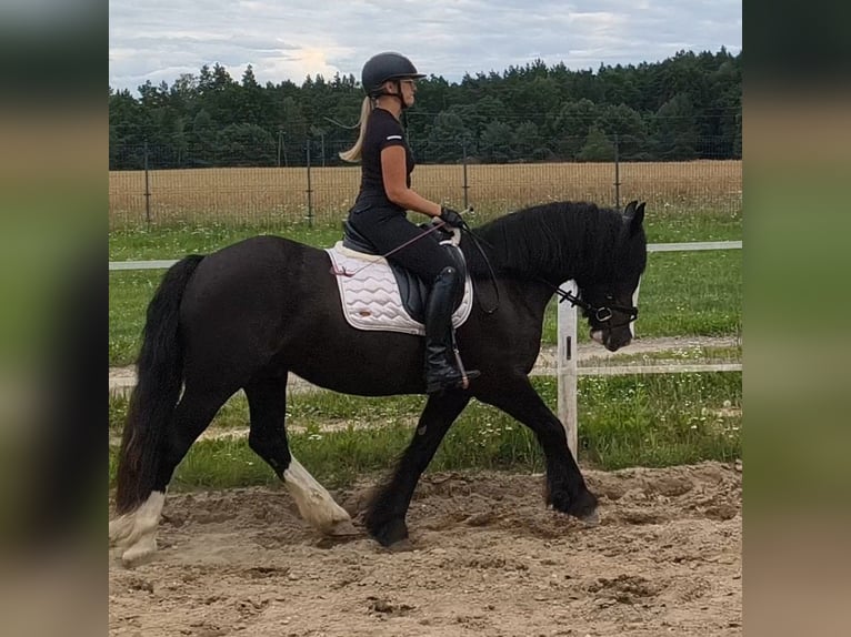 Irish Cob Wałach 4 lat 153 cm Kara in Forst